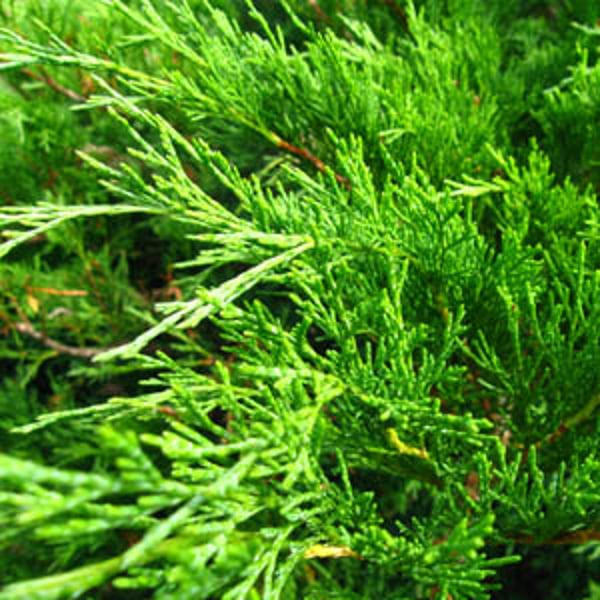 Helios Homeopathy Shop Sabina