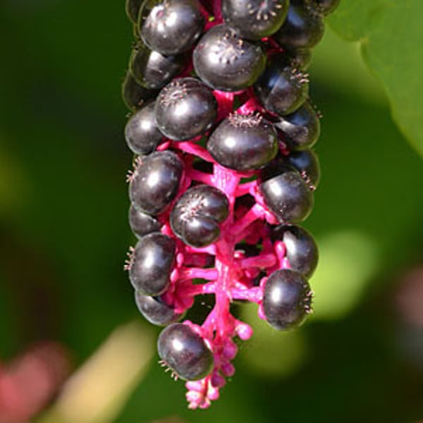 Helios Homeopathy Shop Phytolacca berry