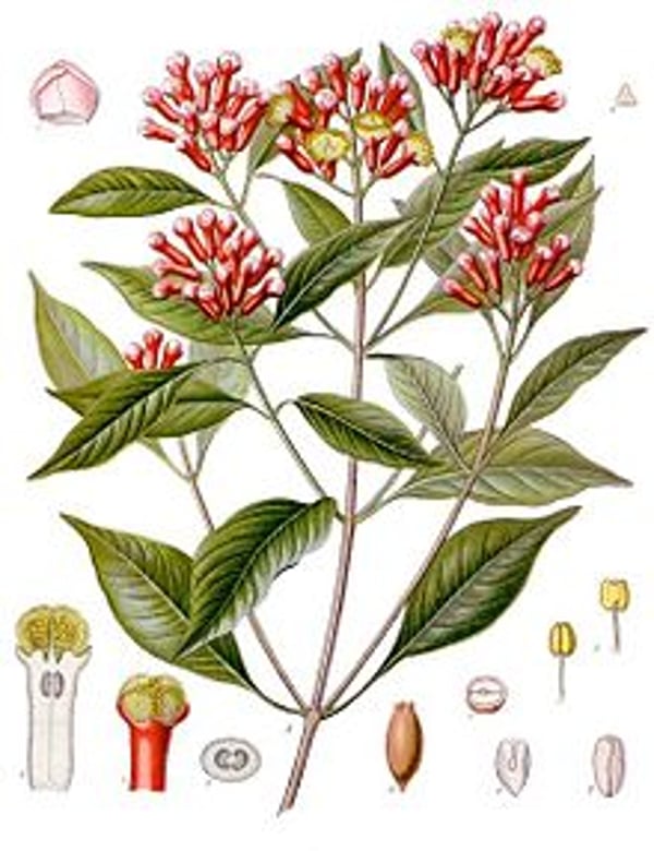 Helios Homeopathy - Shop - Clove