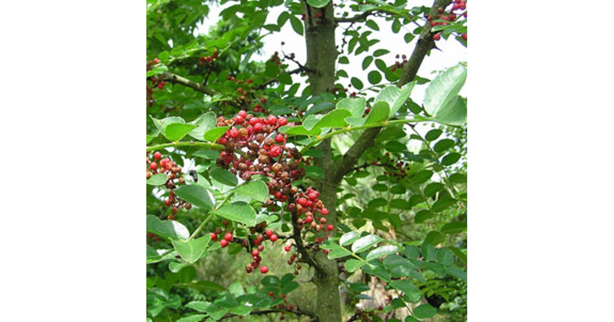 Helios Homeopathy Shop Xanthoxylum