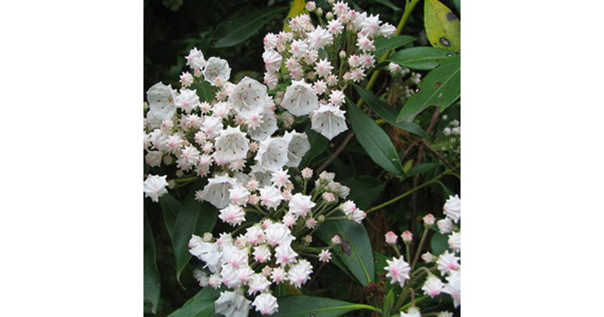 Helios Homeopathy Shop Kalmia