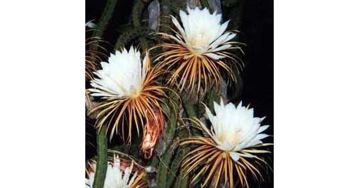 Helios Homeopathy Shop Cactus grandiflorus