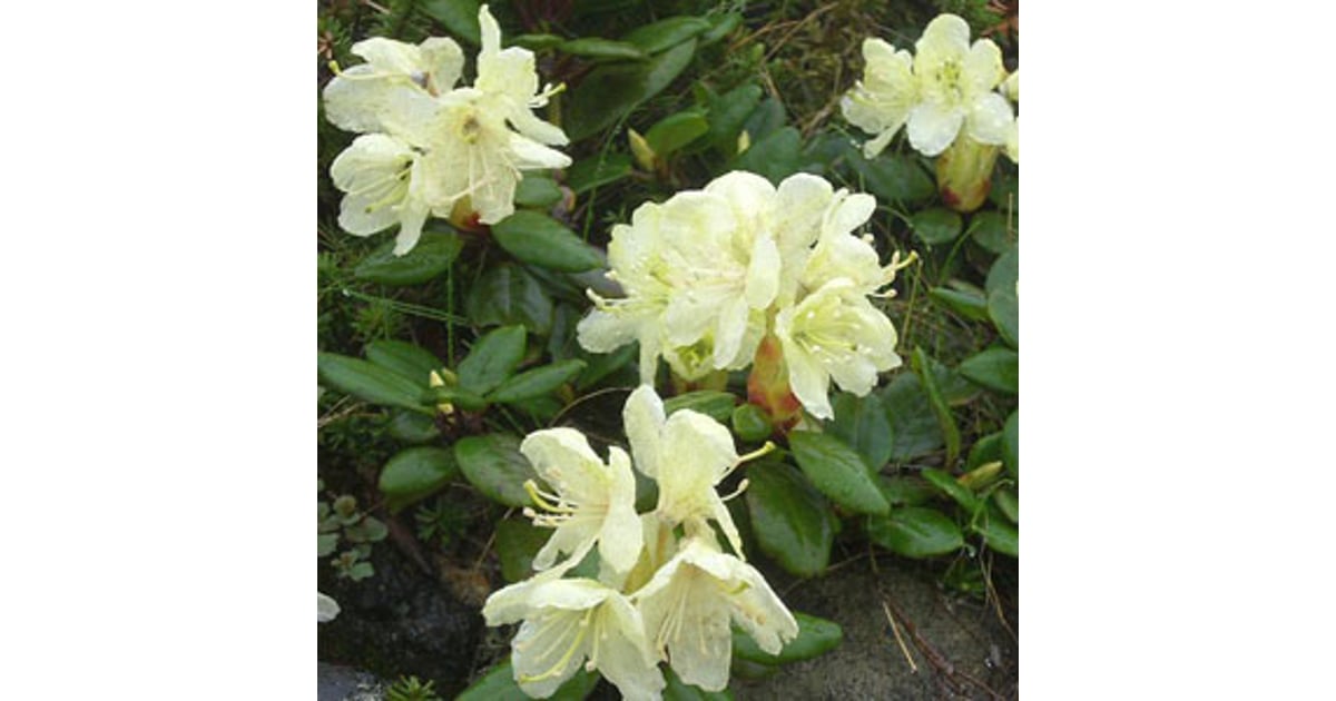 Helios Homeopathy - Shop - Rhododendron chrysanthum