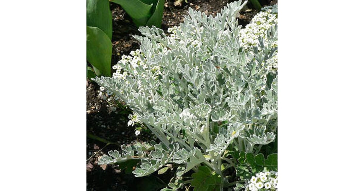 Helios Homeopathy Shop Cineraria maritima