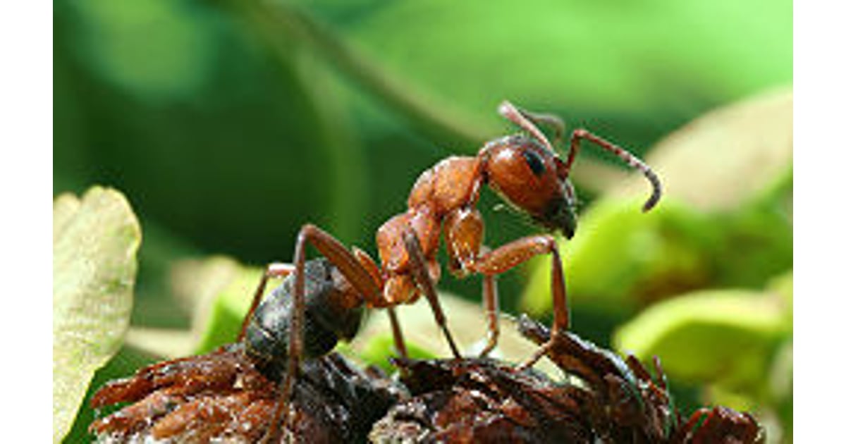 Helios Homeopathy Shop Formica rufa