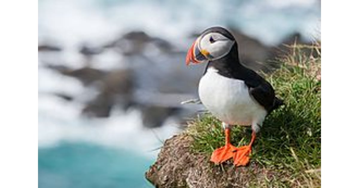 Helios Homeopathy 店舗 Fratercula Arctica