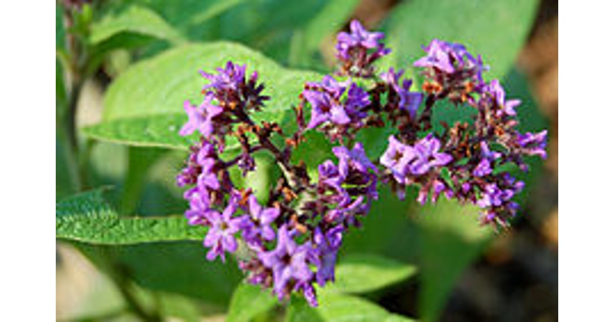 Helios Homeopathy - Shop - Heliotropium peruvianum