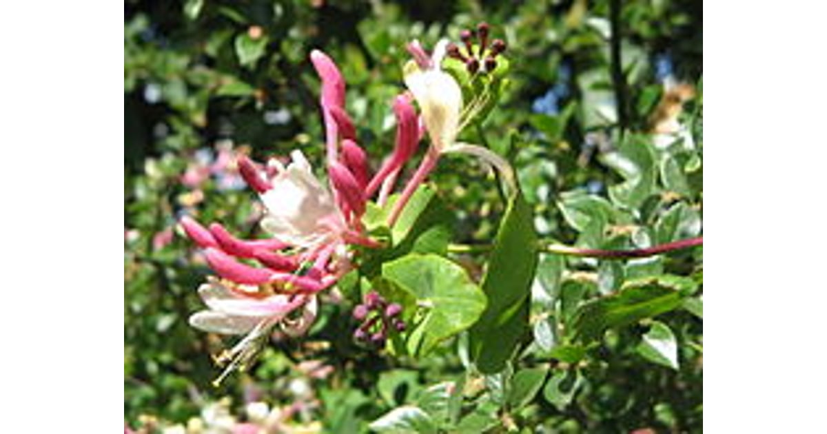 Helios Homeopathy - Obchod - Lonicera Caprifolium