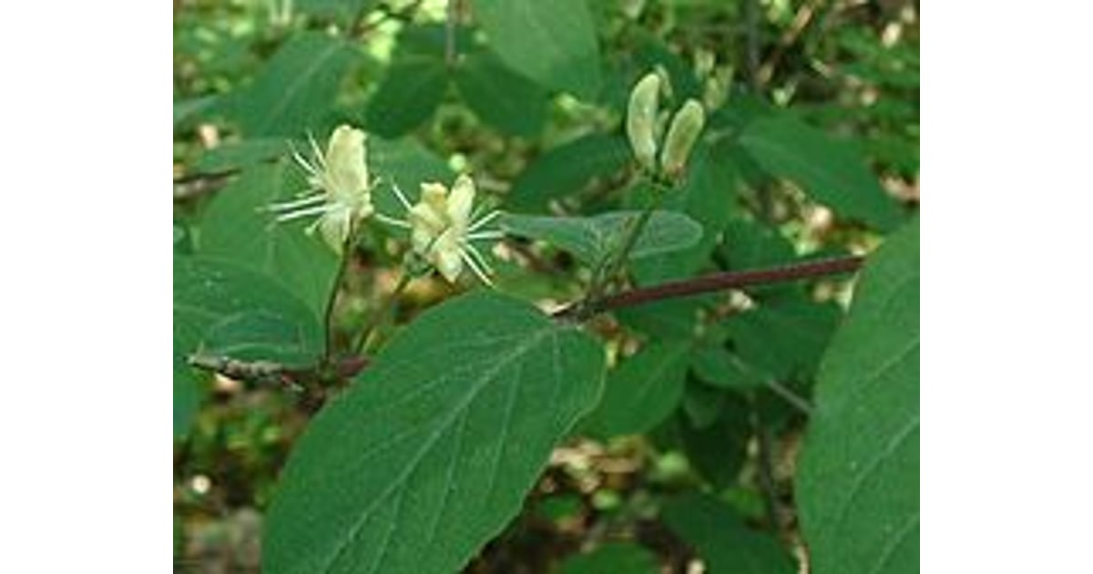 peanuts seeds for planting Emery Peanut Vegetable Seed main image 0