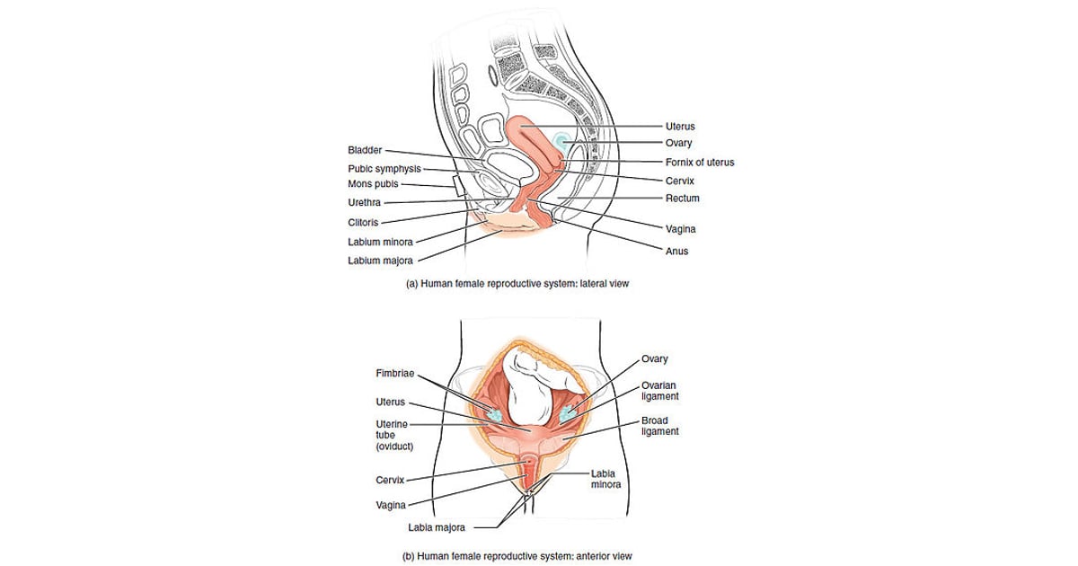 Helios Homeopathy Shop Uterus